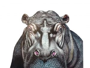 Retrato de un Hipopótamo
