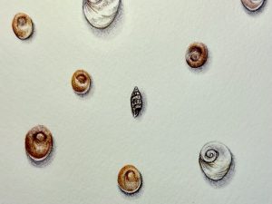 Orejitas de mar 3