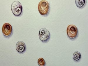 Orejitas de mar 2