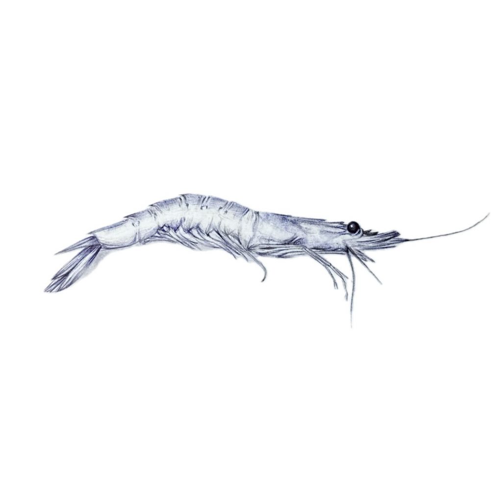 Gamba azul