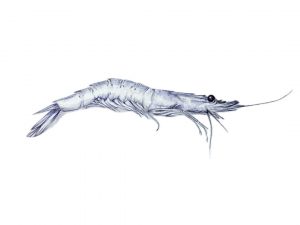 Gamba azul