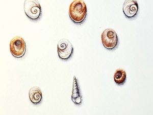 Orejitas de mar 1