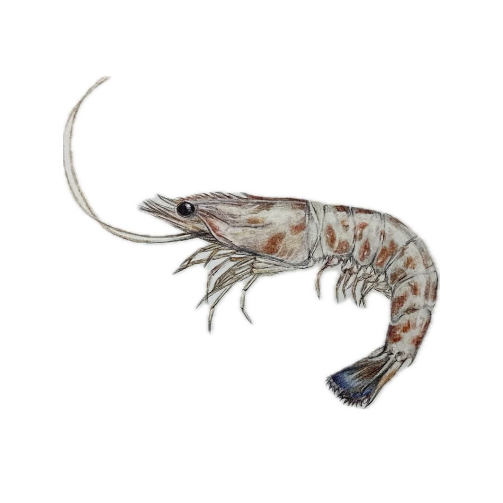 Langostino color