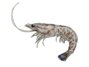 Langostino color