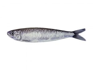 Sardina