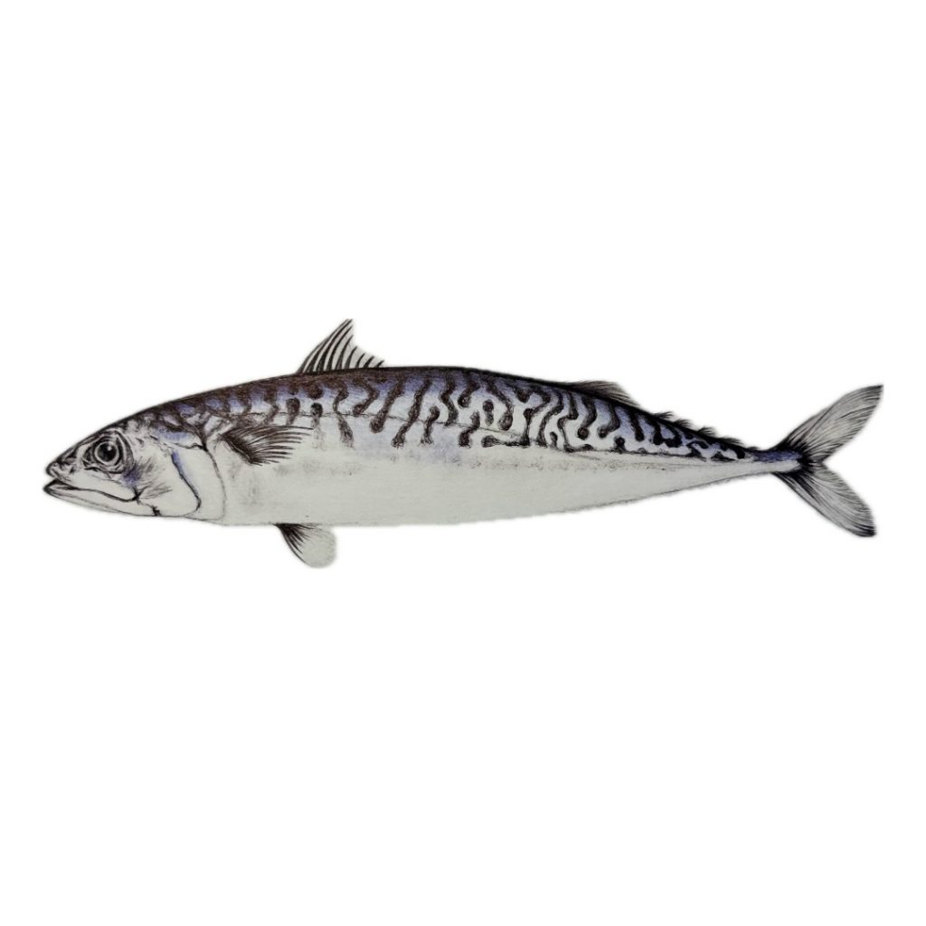 Caballa