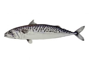 Caballa