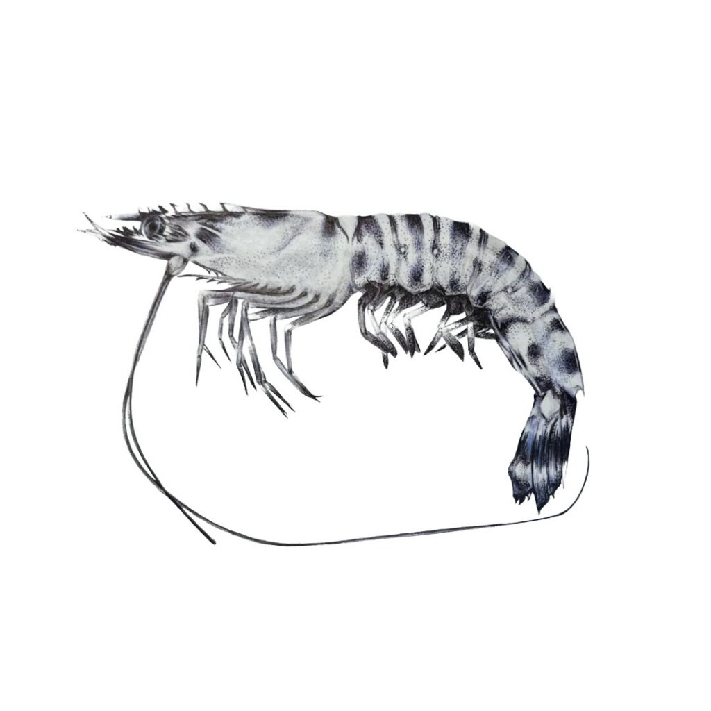 Langostino