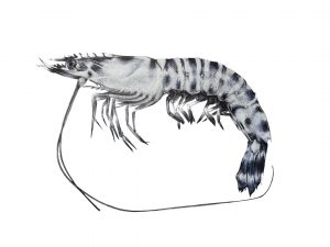 Langostino