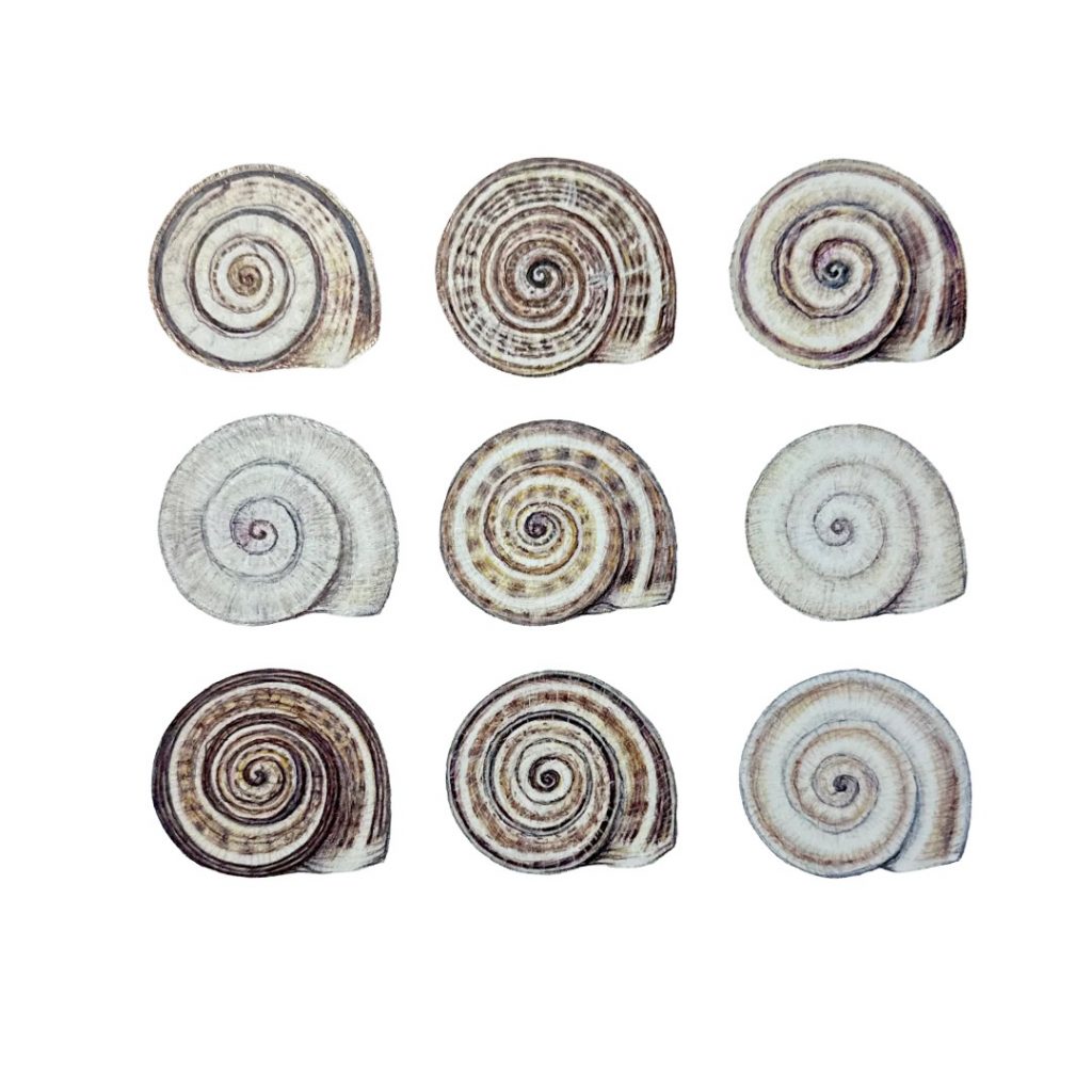 Caracoles