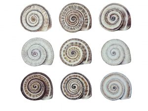 Caracoles
