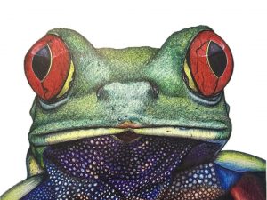 Retrato de una Rana